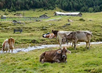 cows, mountain, lawn-7880154.jpg